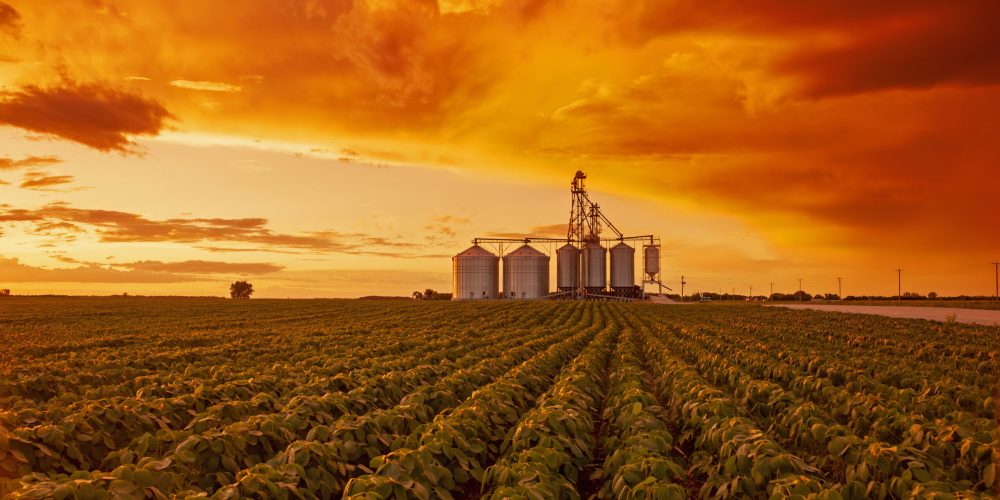 a mid-growth soybean field, farmer's inland terminal in the background, Niverville, Manitoba, Canada