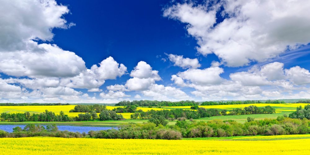 Panoramic landscape prairie view of canola field and lake in Saskatchewan, Canada
