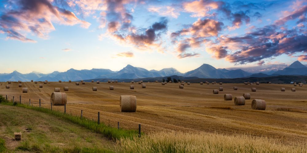 Panoramic View of Bales of Hay in a farm field. Dramatic Sunrise Summer Sky. Taken near Pincher Creek, Alberta, Canada.